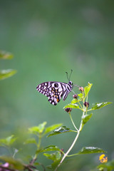 Beautiful common lime butterfly sitting on the flower plants in its natural habitat