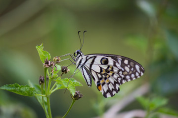 Beautiful common lime butterfly sitting on the flower plants in its natural habitat