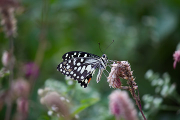 Beautiful common lime butterfly sitting on the flower plants in its natural habitat