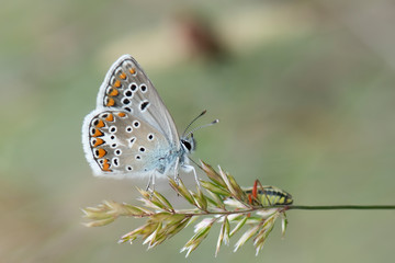 butterfly on flower