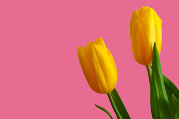 Yellow tulips on a pink background. Postcard, greeting, invitation
