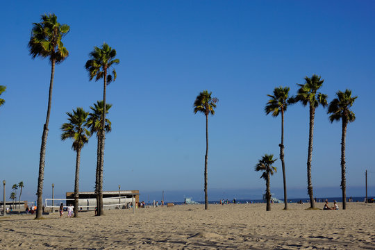 palm trees and sand in los angeles