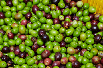 Olive fruit