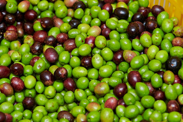 Olive fruit