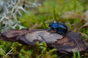 Mistkäfer im Wald