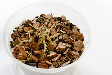 Death orchid plant in pot on white table. Wrong care