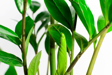 Green Zamioculcas green background leaves isolated on white background