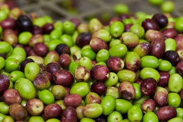 Olive fruit
