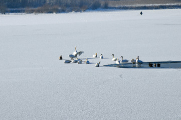 white swans on the frozen lake