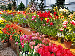 Colorful bright tulips blossom in early spring