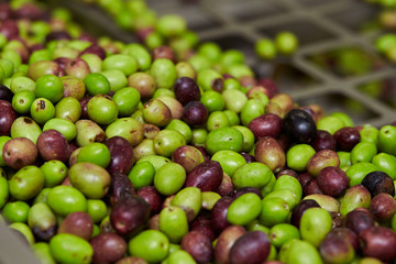 Olive fruit