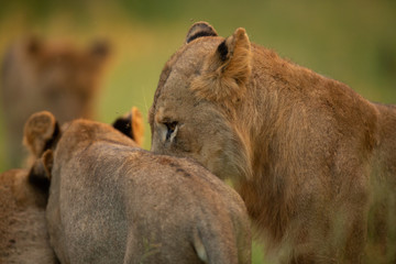 Lion pride up close and personal in beautiful afternoon light