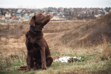 chocolate labrador