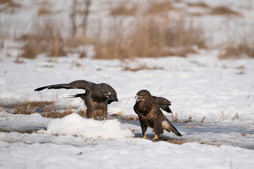 common buzzards in the snow