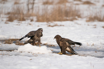 common buzzards