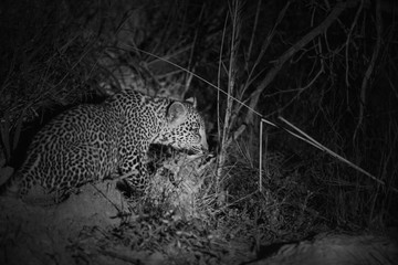 Fototapeta na wymiar Young Leopard cubs in Black and white