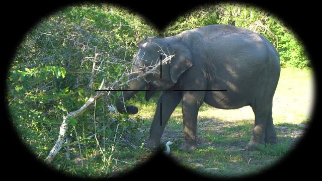 Asian elephant (Elephas maximus) Seen through Binoculars. Watching Animals at Wildlife Safari