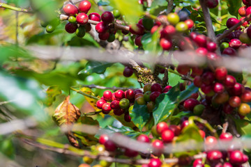 Ripe coffee beans on Lam Vien highland, Lam Dong, Vietnam