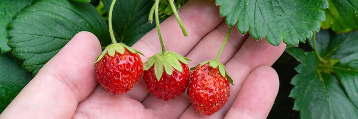 Three fresh strawberries holding in hand, banner