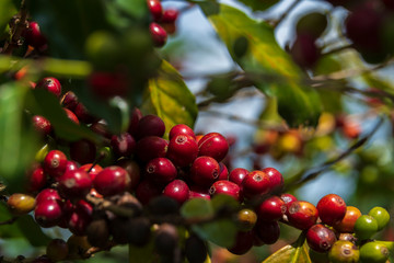 Ripe coffee beans on Lam Vien highland, Lam Dong, Vietnam