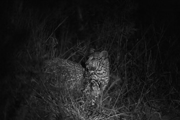 Young Leopard cubs in Black and white
