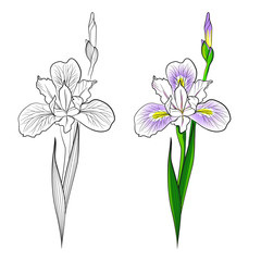 Contour and color image  of  iris flower