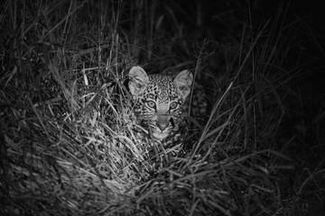 Young Leopard cubs in Black and white