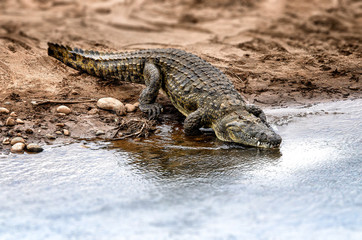 Crocodile entering river.