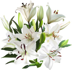 Fototapeta na wymiar large bunch of white isolated lily flowers