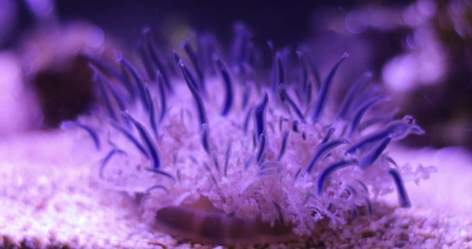 Upside Down Jellyfish under water
