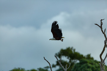 A majestic African Fish eagle taking flight