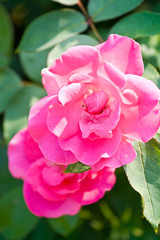 Ppink roses among foliage