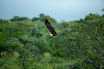 A majestic African Fish eagle taking flight