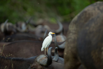 A herd of buffalo laying chewing the cud with Egrets and calves around