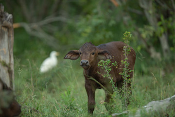 A herd of buffalo laying chewing the cud with Egrets and calves around