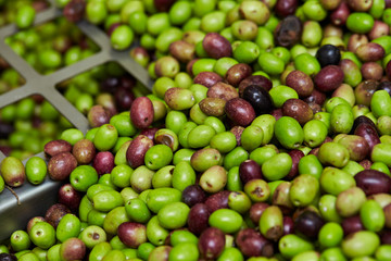 Olive fruit