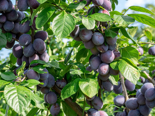 B&uuml;hler Zwetschge