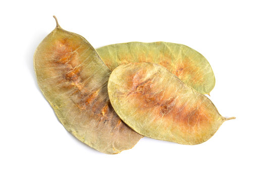 Alexandrina senna pods. Cassia senna, Egyptian senna, Tinnevelly senna, East Indian senna isolated on white background