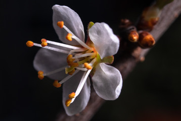 First spring petals, flowers and burgeon of wild fruits in the forest. Close-up macro photography.