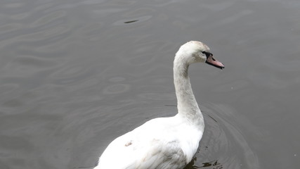 Fototapeta premium Swan