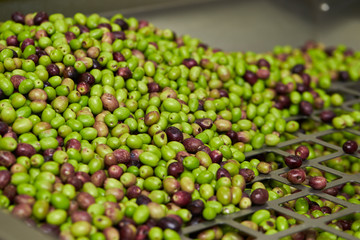 Olive fruit