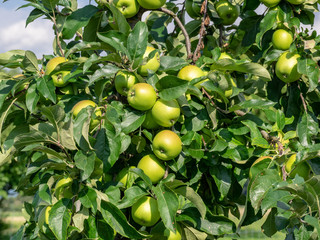 Apfel Delbarestivale