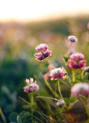 Beautiful delicate pink clover flowers grow in a blooming meadow, lit by the morning sun