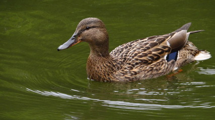 Duck