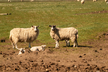 Fototapeta premium mouton dans un pré 