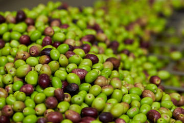 Olive fruit