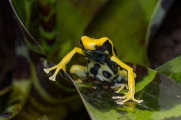 Dyeing poison dart frog 