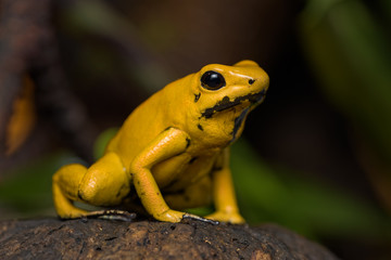 Fototapeta premium Golden poison frog calling on a log
