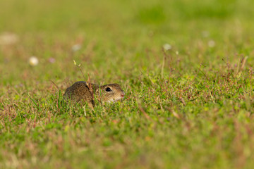 Junges Ziesel liegt wachsam in der Wiese