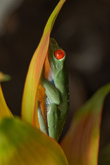 Red eyed tree frog resting on a bromeliad